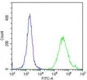 PPARG antibody flow cytometric analysis of human HeLa cells (green) compared to a negative control (blue). FITC-conjugated goat-anti-rabbit secondary Ab was used for the analysis.