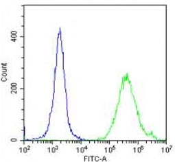 PPARG antibody flow cytometric analysis of human HeLa cells (green) compared to a <a href=../search_result.php?search_txt=n1001>negative control</a> (blue). FITC-conjugated goat-anti-rabbit secondary Ab was used for the analysis.