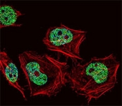 Fluorescent confocal image of human HeLa cell stained with CUX1 antibody. HeLa cells were fixed with 4% PFA (20 min), permeabilized with Triton X-100 (0.1%, 10 min), then incubated with primary Ab (1:25, 1 h at 37oC). Green = CUX1 antibody, Red = Phalloidin stained actin.