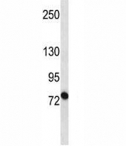 ABCB10 antibody western blot analysis in MCF-7 lysate. Expected molecular weight: ~79 kDa (full).