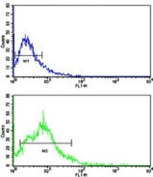 Flow cytometric analysis of HL-60 cells using BACE2 antibody (bottom histogram) compared to a <a href=../search_result.php?search_txt=n1001>negative control</a> (top histogr