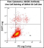 Flow cytometry using ABCB5 antibody on fresh SK-MEL-30 cells. Data courtesy of Dr. Steve Reuland, University of Colorado, Denver