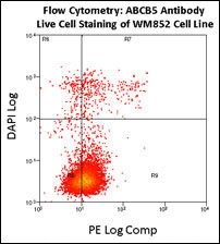 Flow cytometry using ABCB5 antibody on fresh WM852 cells. Data courtesy of Dr. Steve Reuland, University of Colorado, Denver