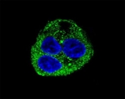 Confocal immunofluorescent analysis of Leptin antibody with HepG2 cells followed by Alexa Fluor 488-conjugated goat anti-rabbit lgG (green). DAPI was used as a nuclear counterstain (blue).