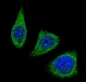 Confocal immunofluorescent analysis of MMP7 antibody with 293 cells followed by Alexa Fluor 488-conjugated goat rabbit lgG (green). DAPI was used as a nuclear counterstain (blue).
