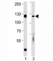 Rb antibody western blot analysis in 1) Daudi and 2) Raji lysate.