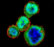 Confocal immunofluorescent analysis of Rb antibody with MDA-MB435 cells followed by Alexa Fluor 488-conjugated goat anti-rabbit lgG (green). Actin filaments have been labeled with Alexa Fluor 555 Phalloidin (red). DAPI was used as a nuclear counterstain (blue).