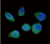 Confocal immunofluorescent analysis of mTOR antibody with HeLa cells followed by Alexa Fluor 488-conjugated goat anti-rabbit lgG (green). DAPI was used as a nuclear counterstain (blue).