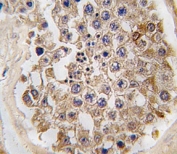 IHC analysis of FFPE human testis tissue stained with mTOR antibody
