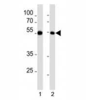 MEF2C antibody western blot analysis in 1) HL-60 and 2) K562 lysate.