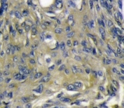 VEGFD antibody immunohistochemistry analysis in formalin fixed and paraffin embedded mouse heart tissue.
