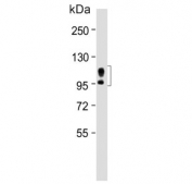 Western blot testing of mouse brain tissue lysate with APP antibody. Predicted molecular weight 79~120 kDa depending on glycosylation level.