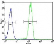 PARP antibody flow cytometric analysis of HeLa cells (right histogram) compared to a negative control cell (left histogram). FITC-conjugated goat-anti-rabbit secondary Ab was used for the analysis.