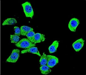 Confocal immunofluorescent analysis of DJ-1 antibody with HeLa cells followed by Alexa Fluor 488-conjugated goat anti-rabbit lgG (green). DAPI was used as a nuclear counterstain (blue).~