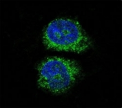 Confocal immunofluorescent analysis of NURR1 antibody with HeLa cells followed by Alexa Fluor 488-conjugated goat anti-rabbit lgG (green). DAPI was used as a nuclear counterstain (blue).