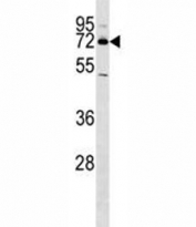 NURR1 antibody western blot analysis in HeLa lysate.