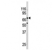 Western blot testing of mouse brain lysate with NURR1 antibody.