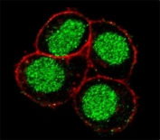 Confocal immunofluorescent analysis of FLI1 antibody with HeLa cells followed by Alexa Fluor 488-conjugated goat anti-rabbit lgG (green). Actin filaments have been labeled with Alexa Fluor 555 Phalloidin (red).