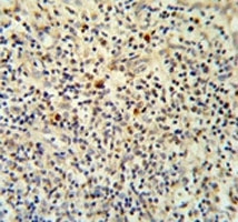 FLI1 antibody IHC analysis in formalin fixed and paraffin embedded human tonsil tissue.