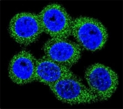 Confocal immunofluorescent analysis of ABCG1 antibody with 293 cells followed by Alexa Fluor 488-conjugated goat anti-rabbit lgG (green). DAPI was used as a nuclear counterstain (blue).FITC-conjugated goat-anti-rabbit secondary Ab was used for the analysis.