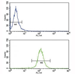 ABCG1 antibody flow cytometry analysis of HepG2 cells (bottom histogram) compared to a negative control (top histogram). FITC-conjugated goat-anti-rabbit secondary