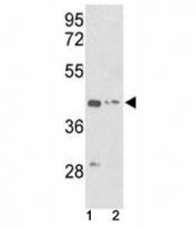 Western blot analysis of g-Actin antibody and (1) K562 and (2) HepG2 lysate.