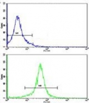 Flow cytometric analysis of K562 cells using g-Actin antibody (green) compared to a negative control (blue). FITC-conjugated goat-anti-rabbit secondary Ab was used for the analysis.