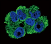 Confocal immunofluorescent analysis of TRAP antibody with NCI-H460 cells followed by Alexa Fluor 488-conjugated goat anti-rabbit lgG (green). DAPI was used as a nuclear counterstain (blue).