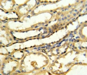 TRAP antibody IHC analysis in formalin fixed and paraffin embedded human kidney tissue