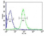 VHL antibody flow cytometric analysis of HepG2 cells (green) compared to a <a href=../search_result.php?search_txt=n1001>negative control</a> (blue). FITC-conjugated goat-anti-rabbit secondary Ab was used for the analysis.