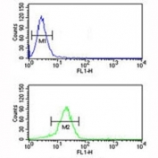 YAP antibody flow cytometric analysis of NCI-H460 cells (bottom histogram) compared to a negative control (top histogram). FITC-conjugated goat-anti-rabbit secondary Ab was used for the analysis.