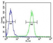 Annexin V antibody flow cytometric analysis of A2058 cells (green) compared to a <a href=../search_result.php?search_txt=n1001>negative control</a> (blue). FITC-conjugated goat-anti-rabbit secondary Ab was used for the analysis.