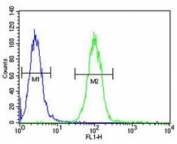 Annexin A1 antibody flow cytometric analysis of A2058 cells (green) compared to a <a href=../search_result.php?search_txt=n1001>negative control</a> (blue). FITC-conjugated goat-anti-rabbit secondary Ab was used for the analysis.