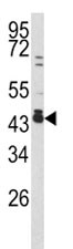 Western blot analysis of c-Fos antibody and 293 lysate.~