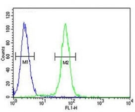 c-Fos antibody flow cytometric analysis of 293 cells (right histogram) compared to a negative control cell (left histogram). FITC-conjugated goat-anti-rabbit secondary Ab was use