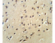 Lamin B1 antibody IHC analysis in formalin fixed and paraffin embedded mouse brain tissue.