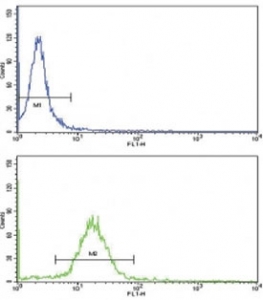Flow cytometric analysis of MDA-231 cells using WNT10B antibody (green) compared to a <a href=../search_result.php?search_txt=n1001>negative control</a> (blue). FITC-conjugated goat-anti-rabbit secondary Ab was used for the analysis.