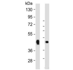 Western blot testing of 1) mouse skeletal muscle and 2) rat skeletal muscle lysate with WNT10B antibody. Predicted molecular weight ~45 kDa.