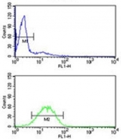VDAC1 antibody flow cytometry analysis of HL-60 cells (green) compared to a <a href=../search_result.php?search_txt=n1001>negative control</a> (blue). FITC-conjugated goat-anti-rabbit secondary Ab was used for the analysis.