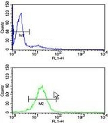 TBP antibody flow cytometry analysis of HL-60 cells (green) compared to a <a href=../search_result.php?search_txt=n1001>negative control</a> (blue). FITC-conjugated goat-anti-rabbit secondary Ab was used for the analysis.