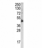 Western blot analysis of WNT4 antibody and 293 lysate.