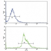 Flow cytometric analysis of human WiDr cells using PAX4 antibody (bottom histogram) compared to a negative control (top histogram)