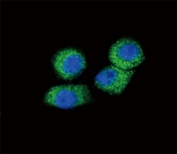 Confocal immunofluorescent analysis of CCL2 antibody with HeLa cells followed by Alexa Fluor 488-conjugated goat anti-rabbit lgG (green). DAPI was used as a nuclear counterstain (blue).