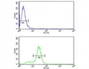 Keratin-14 antibody flow cytometry analysis of MDA-MB231 cells (bottom histogram) compared to a negative control (top histogram). FITC-conjugated goat-anti-rabbit secondary Ab was used for the analysis.