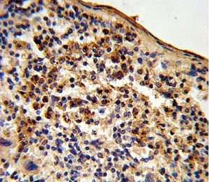 IHC analysis of FFPE mouse spleen tissue stained with Ku70 antibody