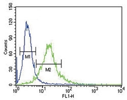 Ku70 antibody flow cytometric analysis of 293 cells (green) compared to a <a href=../tds/rabbit-igg-isotype-control-polyclonal-antibody-n1001>negative control</a> (blue). FITC-conjugated goat-anti-rabbit secondary Ab was used for the analysis.