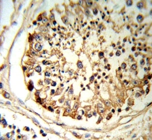 tPA antibody IHC analysis in formalin fixed and paraffin embedded human testis tissue.