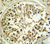 WNT1 antibody IHC analysis in formalin fixed and paraffin embedded human testis.