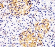 IHC analysis of FFPE human pancreas tissue with HSP60 antibody.