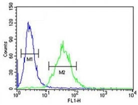 CEBPB antibody flow cytometric analysis of 293 cells (green) compared to a <a href=../search_result.php?search_txt=n1001>negative control</a> (blue). FITC-conjugated goat-anti-rabbit secondary Ab was used for the analysis.